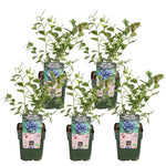 Load image into Gallery viewer, Vaccinium corymbosum &#39;Reka&#39; - 5 pieces - ↨45cm - Ø13
