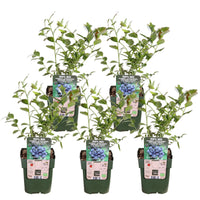 Vaccinium corymbosum 'Reka' - 5 pezzi - ↨45cm - Ø13
