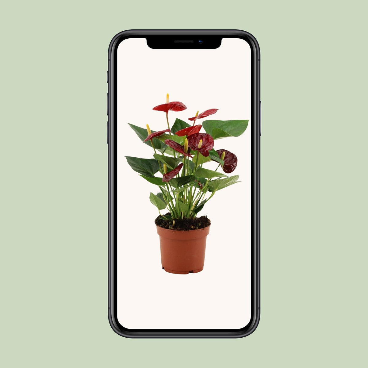 Anthurium andraeanum 'Calon' - Ø12cm - ↕35cm