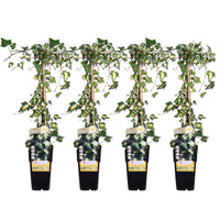 Hedera helix 'Goldheart' - 4 piante - ↨65cm - Ø15