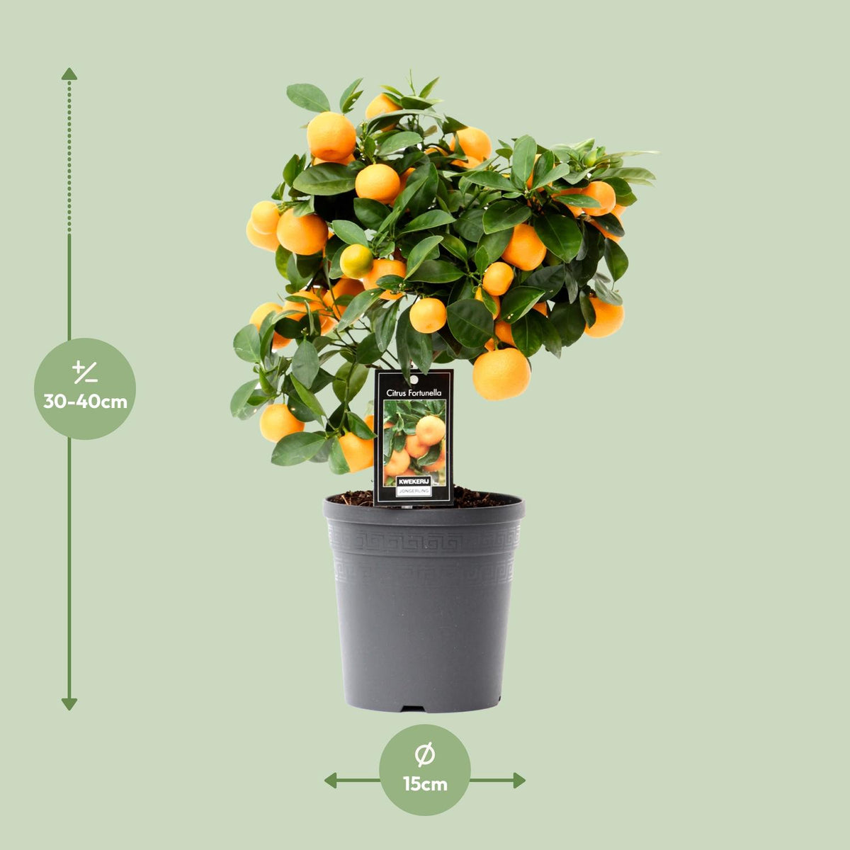 Citrus Calamondin (Mandarino nano) - Ø15cm - ↕40cm