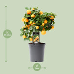 Load image into Gallery viewer, Citrus Calamondin - Ø15cm - ↕40cm
