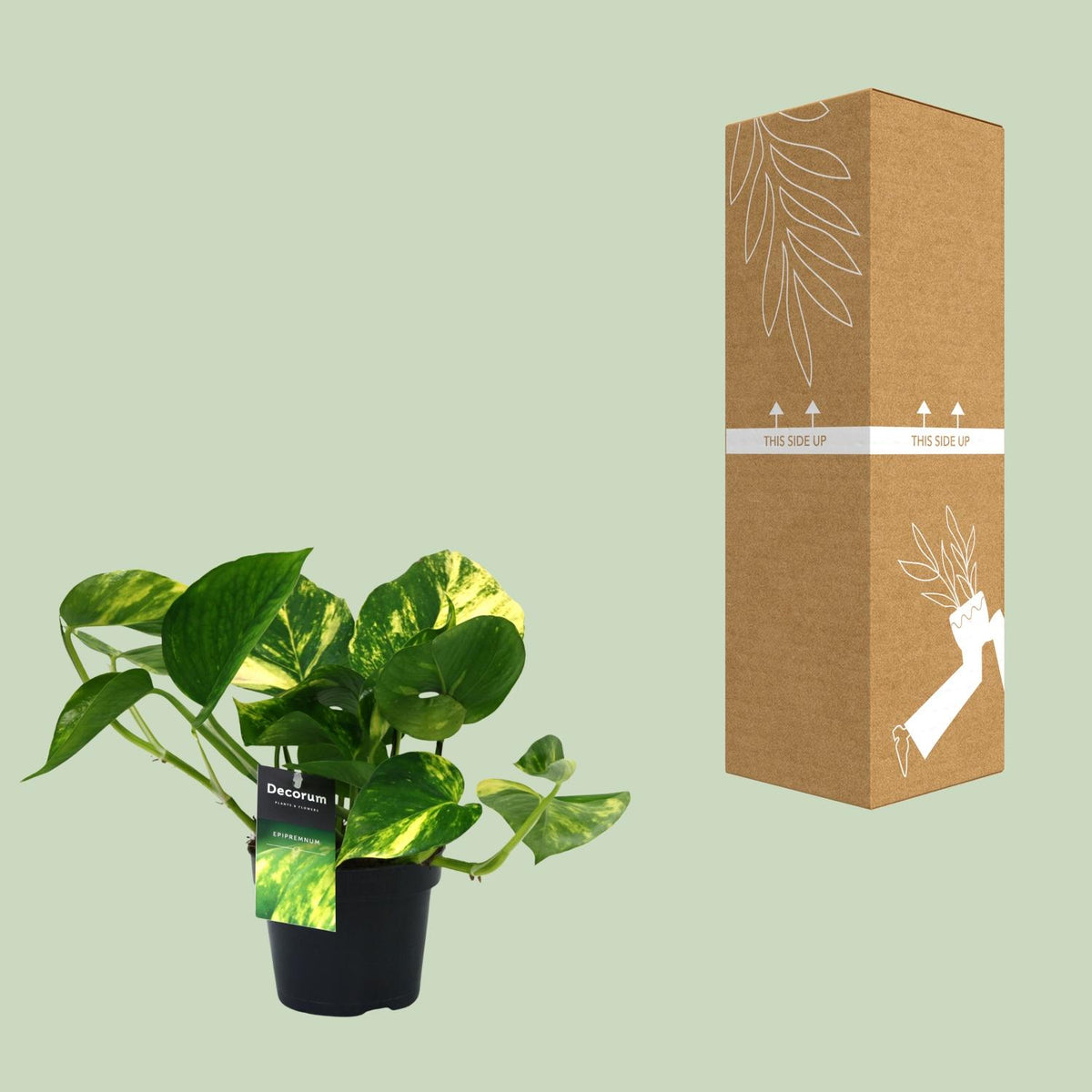 Epipremnum aureum (Scindapsus) - Ø12cm - ↕25cm