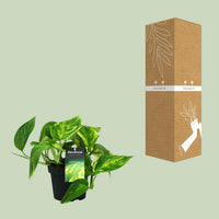 Epipremnum pinnatum 'HiColor' (Scindapsus) - Ø12cm - ↕20cm