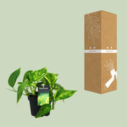 Epipremnum pinnatum 'HiColor' (Scindapsus) - Ø12cm - ↕20cm