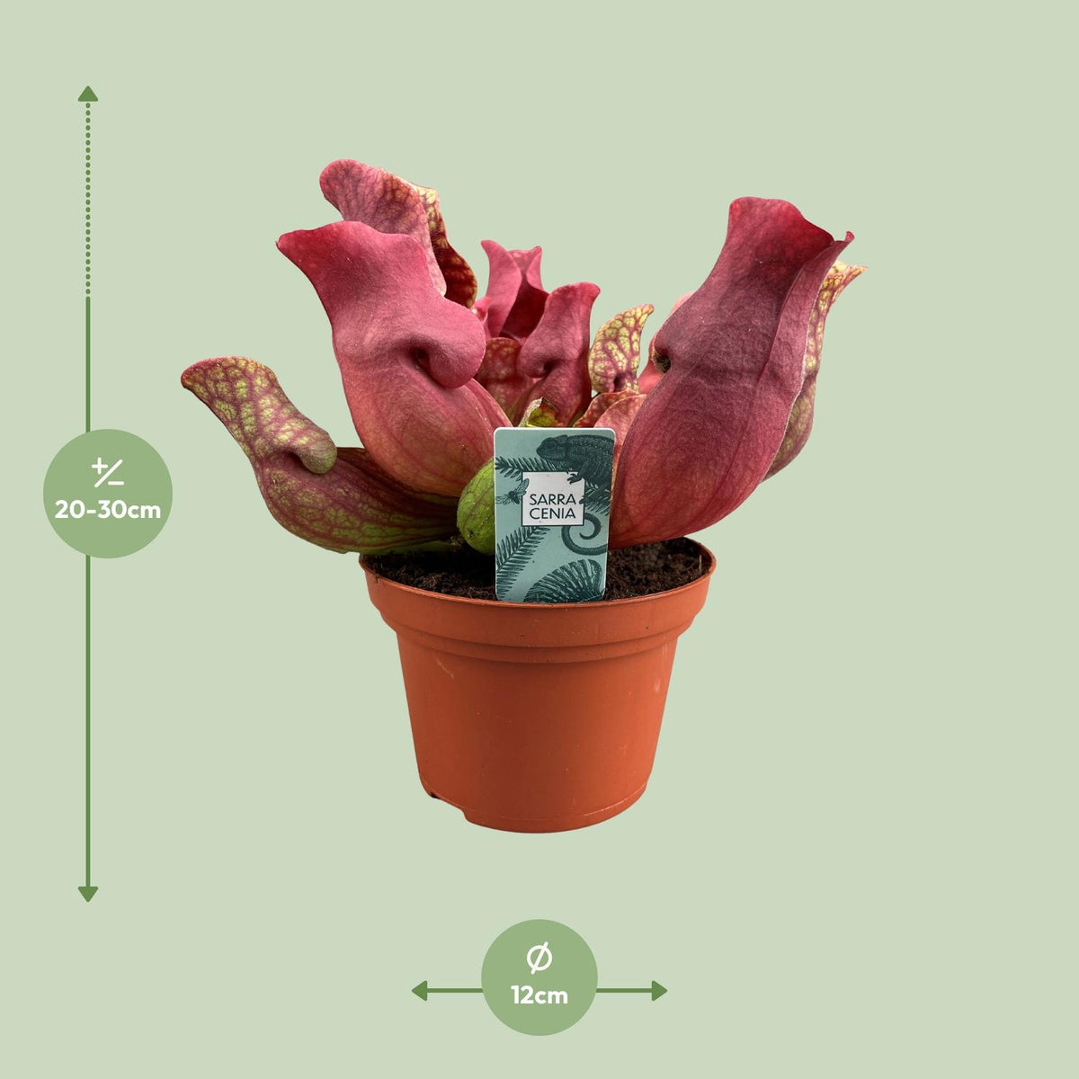 Sarracenia 'Maroon' - Ø12cm - ↕23cm