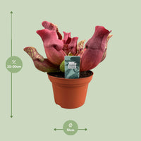 Sarracenia 'Maroon' - Ø12cm - ↕23cm
