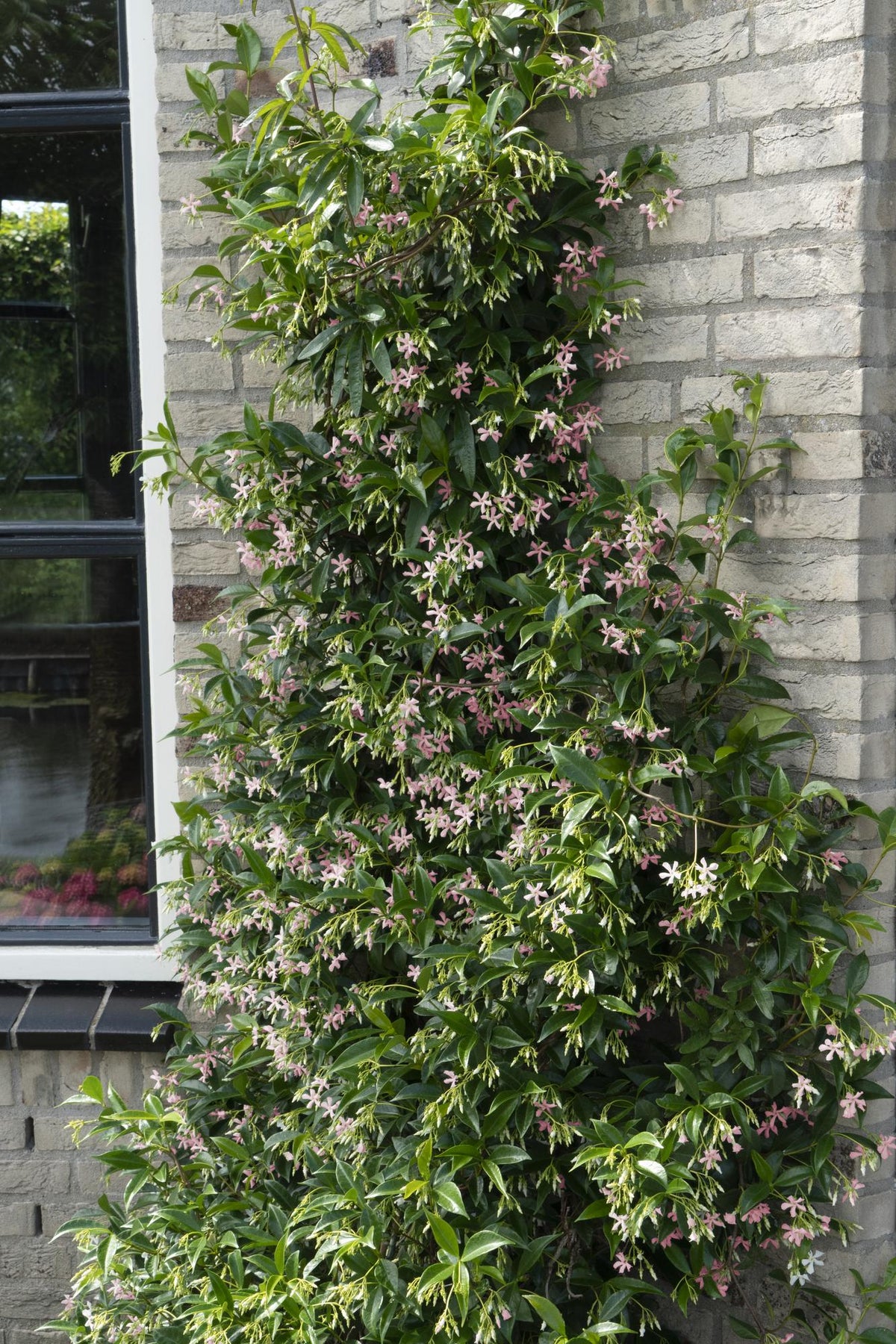 Trachelospermum 'Star of Ibiza' - Gelsomino di Toscana Rosa - Ø15cm - ↕65cm