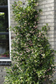 Trachelospermum 'Star of Ibiza' - Tuscan Jasmine Pink - Ø15cm - ↕65cm
