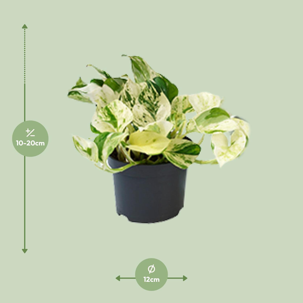 Epipremnum pinnatum 'Happy Leaf' (Scindapsus) - Ø12cm - ↕15cm