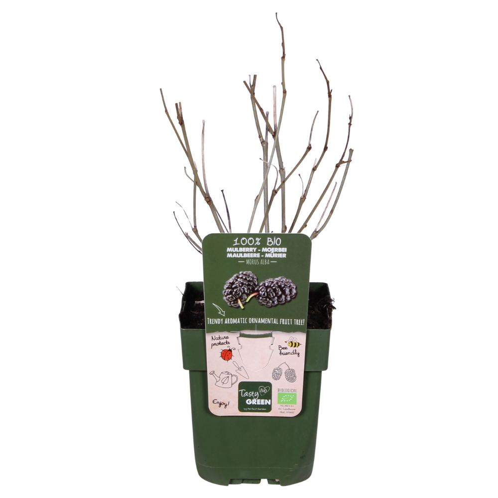 Morus nigra 'Mulle' - Ø13cm - ↕45cm