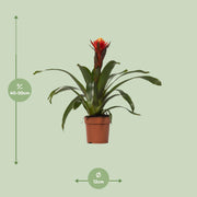 Guzmania 'Happiness' - Ø12 - ↕45