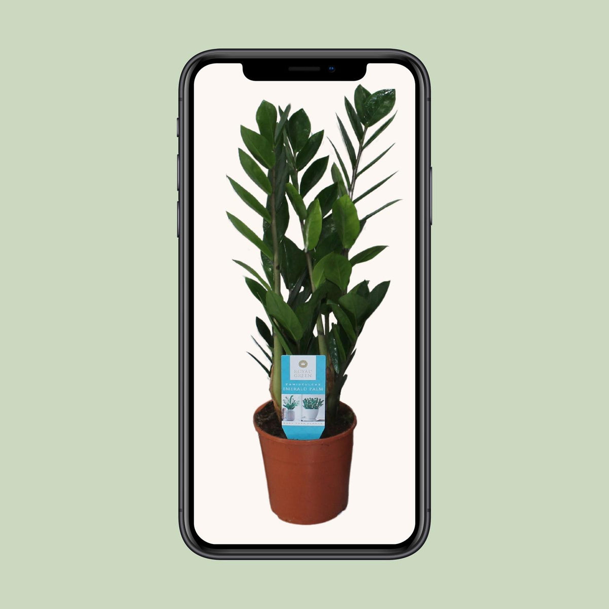 Zamioculcas zamiifolia - Ø14cm - ↕55cm