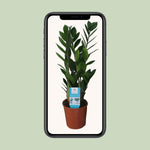 Load image into Gallery viewer, Zamioculcas zamiifolia - Ø14cm - ↕55cm