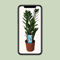 Zamioculcas zamiifolia - Ø14cm - ↕55cm