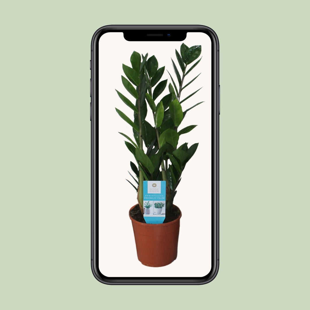 Zamioculcas zamiifolia - Ø14cm - ↕55cm