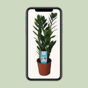 Zamioculcas zamiifolia - Ø14cm - ↕55cm