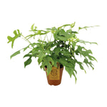 Carica l'immagine nel visualizzatore Galleria, Monstera minima - Ø15cm - ↕25cm