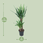 Load image into Gallery viewer, Yucca elephantipes - Ø21cm - ↕100cm