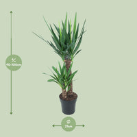 Yucca elephantipes - Ø21cm - ↕100cm