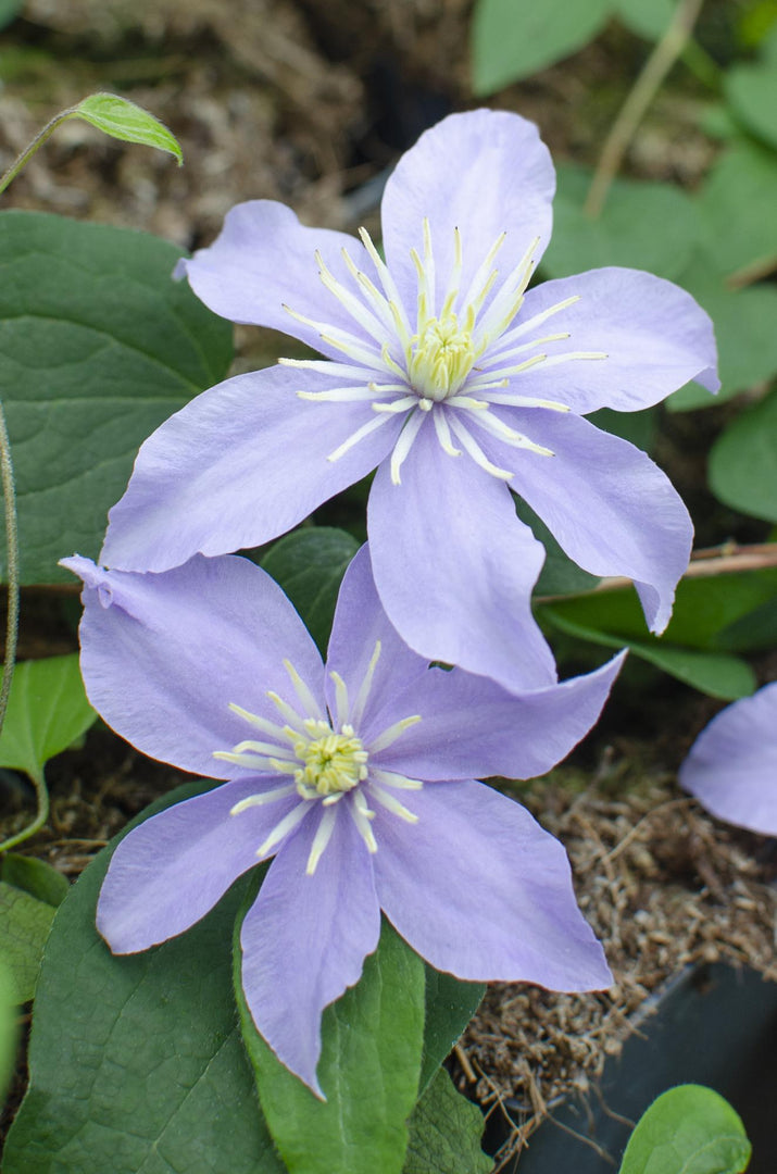 Clematis 'Justa' - 4 plants - Ø15 - ↨65cm