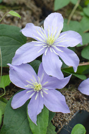 Clematis 'Justa' - 4 plants - Ø15 - ↨65cm