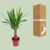 Yucca elephantipes 'Maya Tree' - Ø19cm - ↕80cm