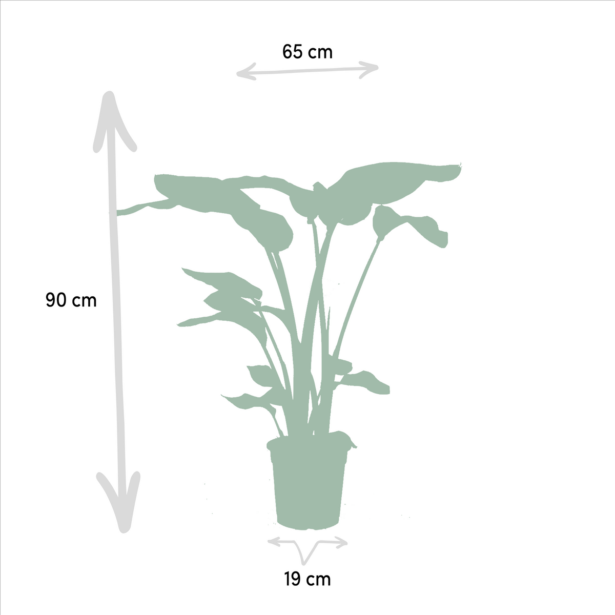 Duo Tropicale - Strelitzia Nicolai - Ø19cm - ↕85cm + Alocasia Macrorrhiza - Ø19cm - ↕70cm