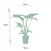Tropical Duo - Strelitzia Nicolai - Ø19cm - ↕85cm + Alocasia Macrorrhiza - Ø19cm - ↕70cm