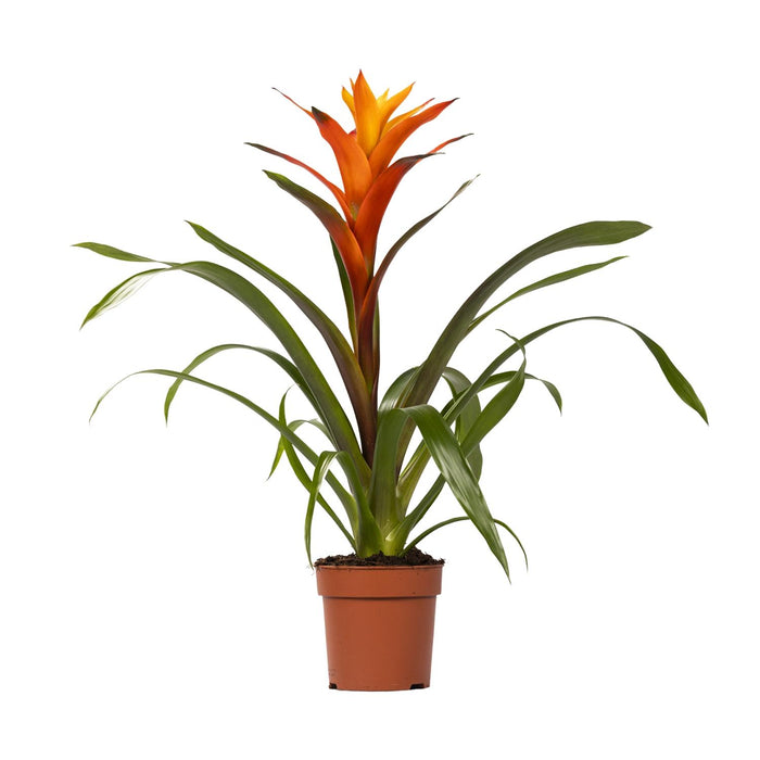 Guzmania 'Variada' - Ø12cm - ↕45cm