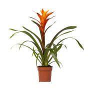Guzmania 'Variada' - Ø12cm - ↕45cm