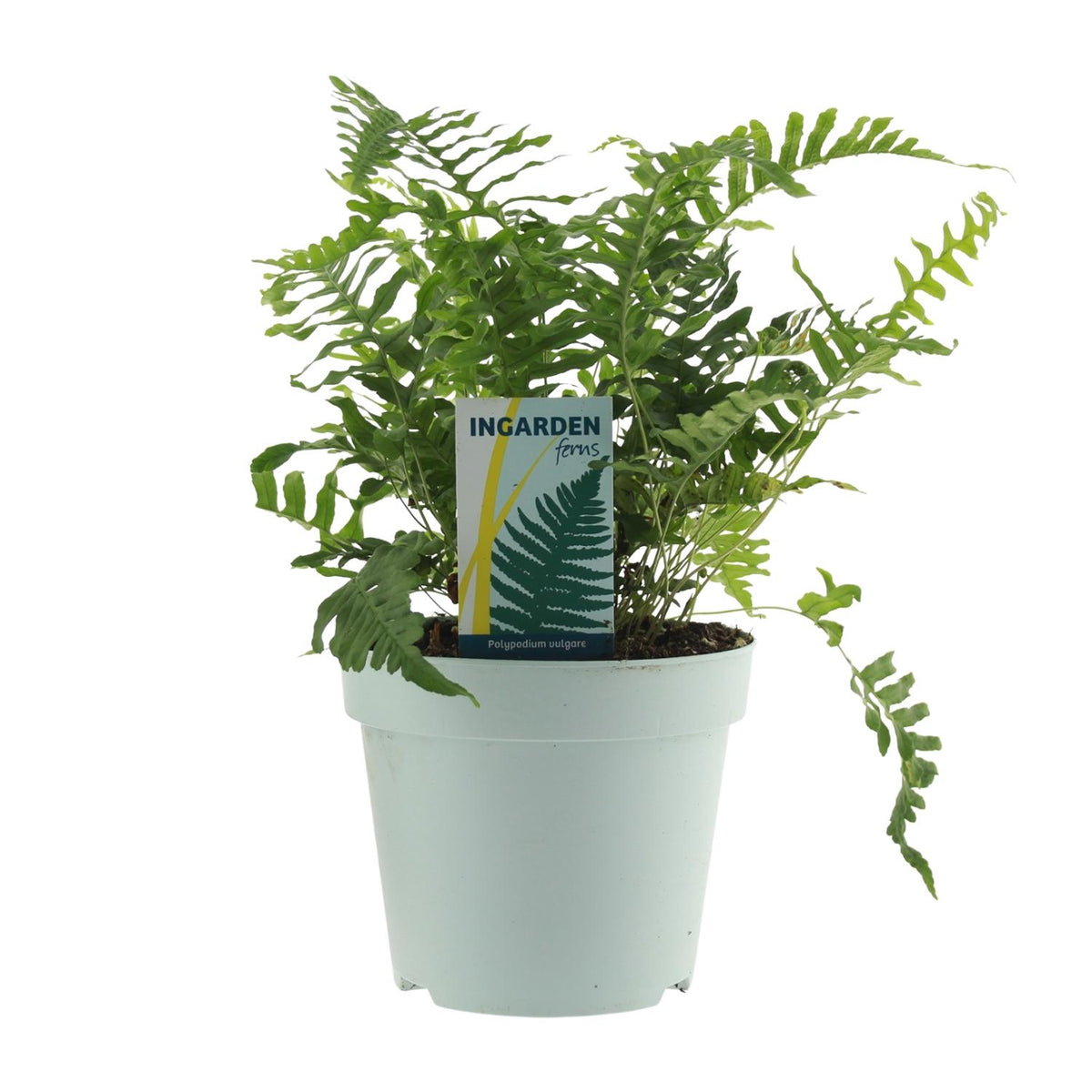 Polypodium vulgare - Ø17cm - ↕40cm
