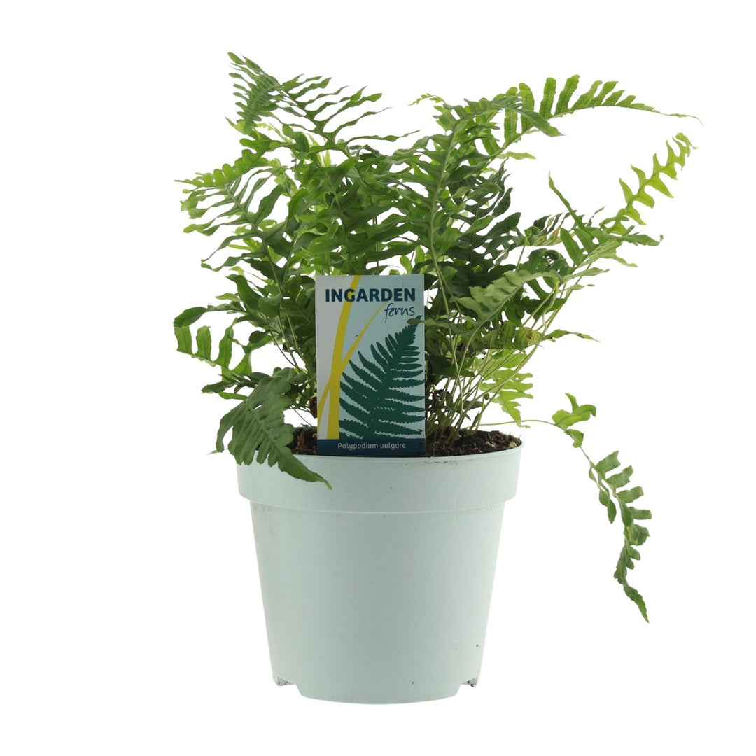 Polypodium vulgare - Ø17cm - ↕40cm
