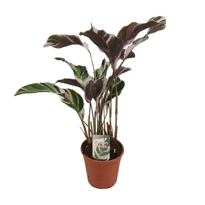 Calathea lietzei 'Fusion White' - Ø14cm - ↕40cm