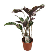 Calathea lietzei 'Fusion White' - Ø14cm - ↕40cm