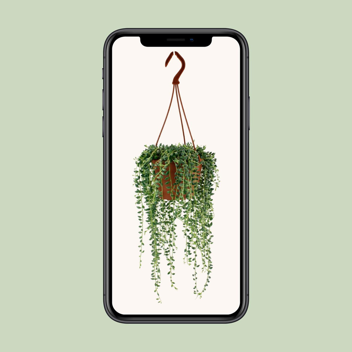 Senecio herreianus - Ø12cm - ↕20cm