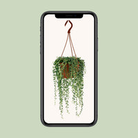 Senecio herreianus - Ø12cm - ↕20cm