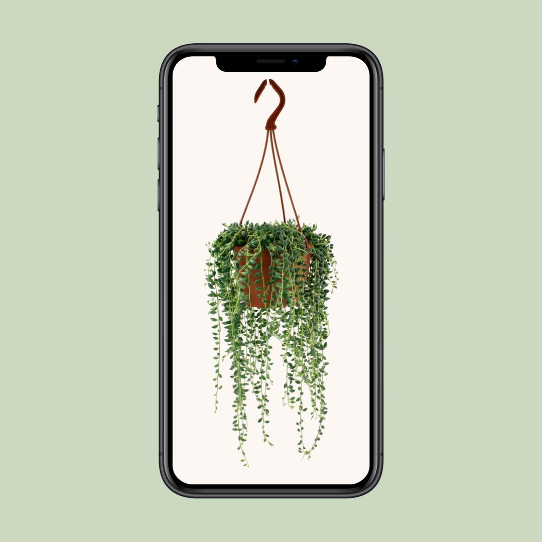 Senecio herreianus - Ø12cm - ↕20cm