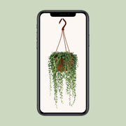 Senecio herreianus - Ø12cm - ↕20cm