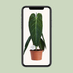 Load image into Gallery viewer, Philodendron melanochrysum - Ø21cm - ↕75cm
