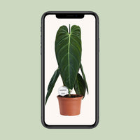 Philodendron melanochrysum - Ø21cm - ↕75cm