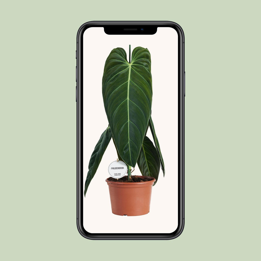 Philodendron melanochrysum - Ø21cm - ↕75cm