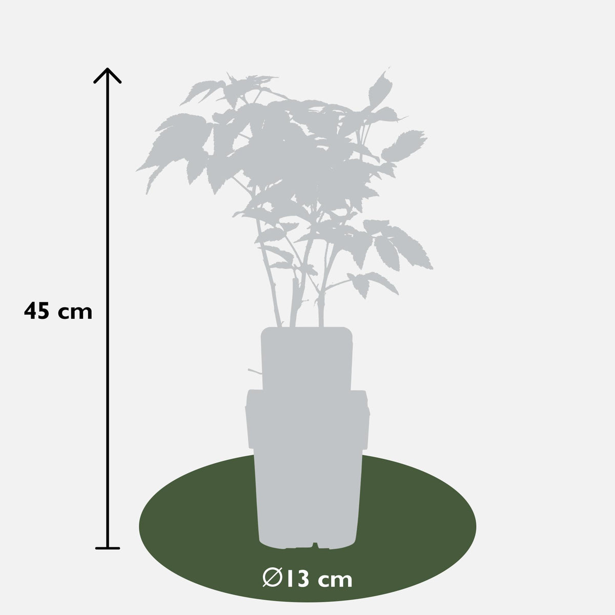 Rubus idaeus 'Malling Promise' (Lampone) - Ø13cm - ↕45cm