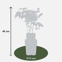Rubus idaeus 'Malling Promise' (Lampone) - Ø13cm - ↕45cm