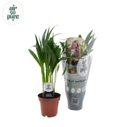 Dypsis lutescens - Ø12cm - ↕40cm
