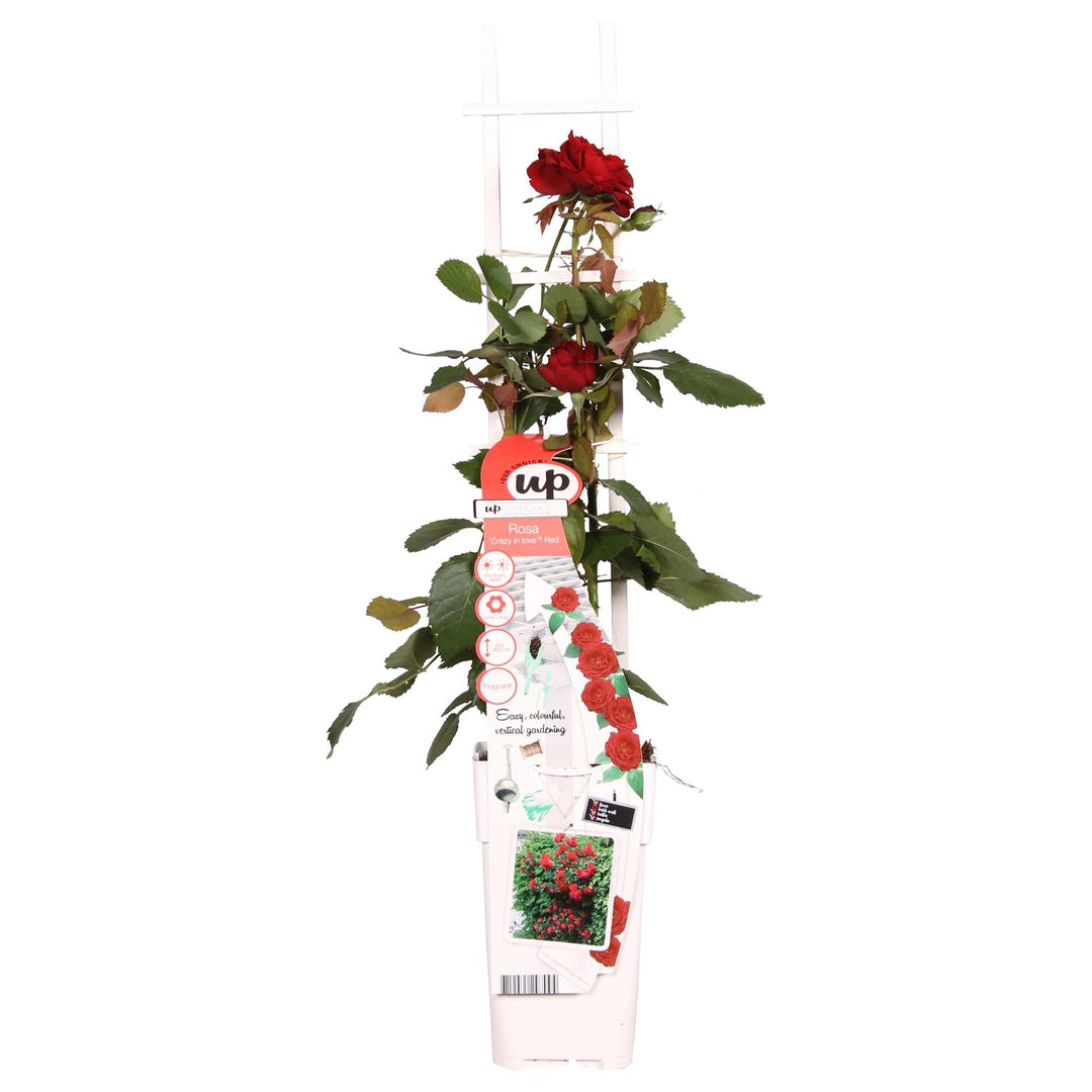 Rosa 'Crazy in love', Red - Ø15cm - ↕65cm