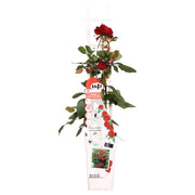 Rosa 'Crazy in love', Red - Ø15cm - ↕65cm