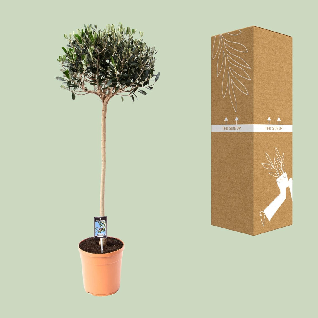 Olea europaea (Olive Tree) - Ø19cm - ↕80cm