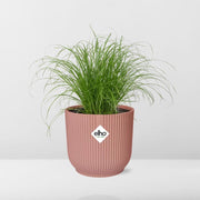 Cyperus alternifolius 'Zumula' (Cat Grass) in ELHO Vibes Fold, Pink, Ø14cm ↕25cm