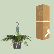 Humata tyermannii - Ø17cm - ↕25cm